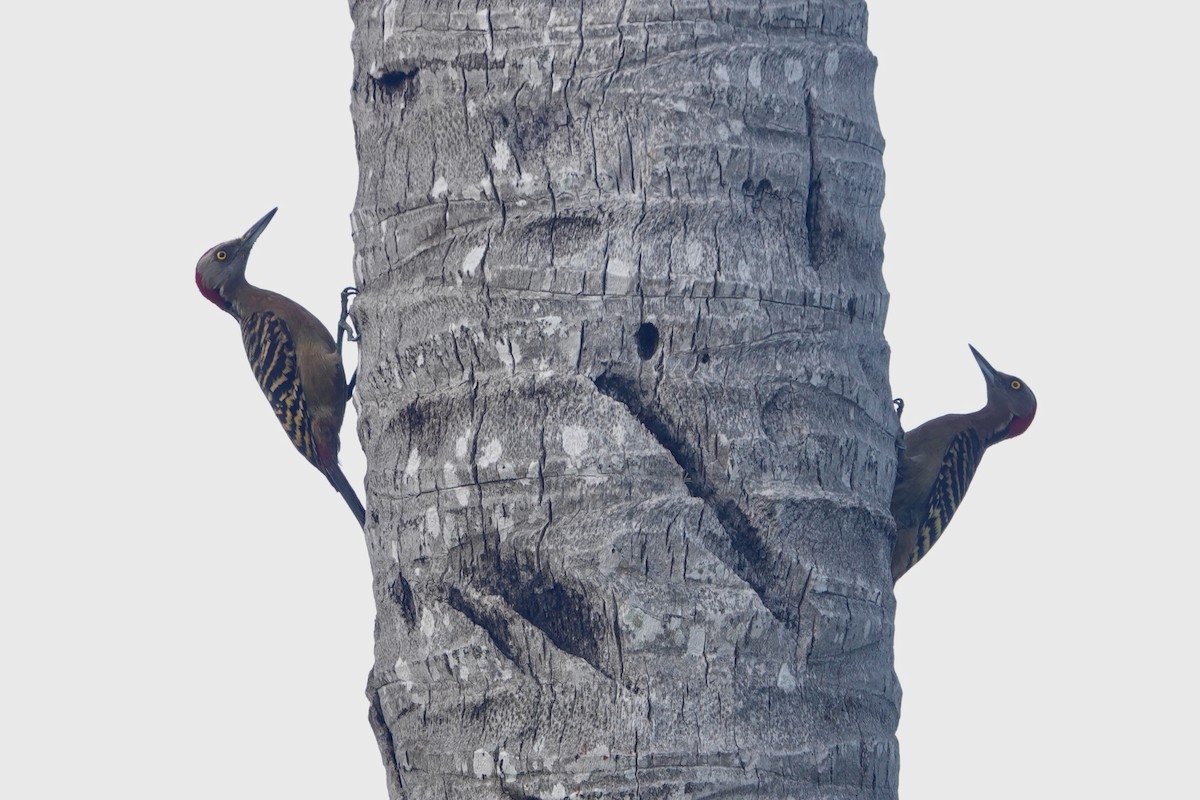 Hispaniolan Woodpecker - ML620028321