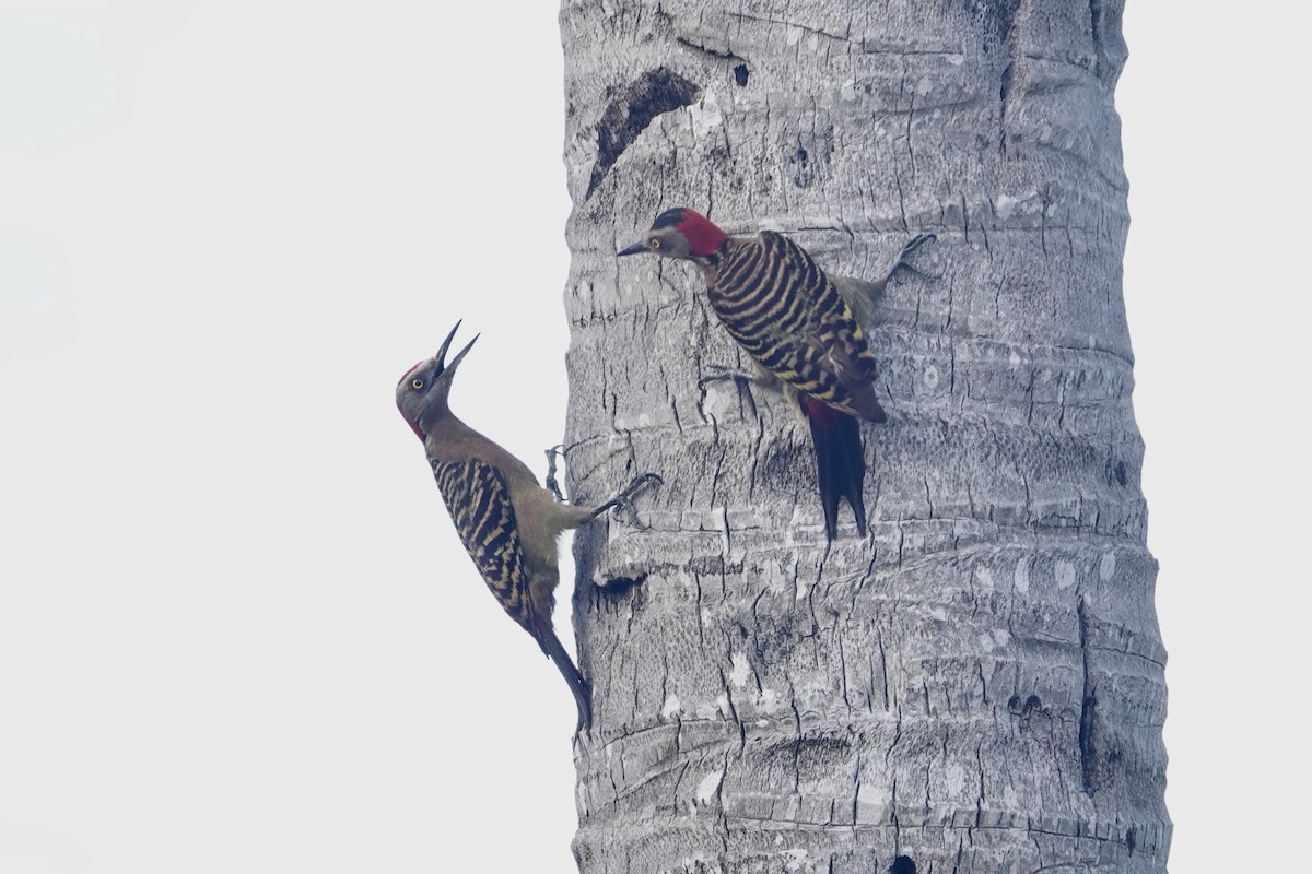 Hispaniolan Woodpecker - ML620028322