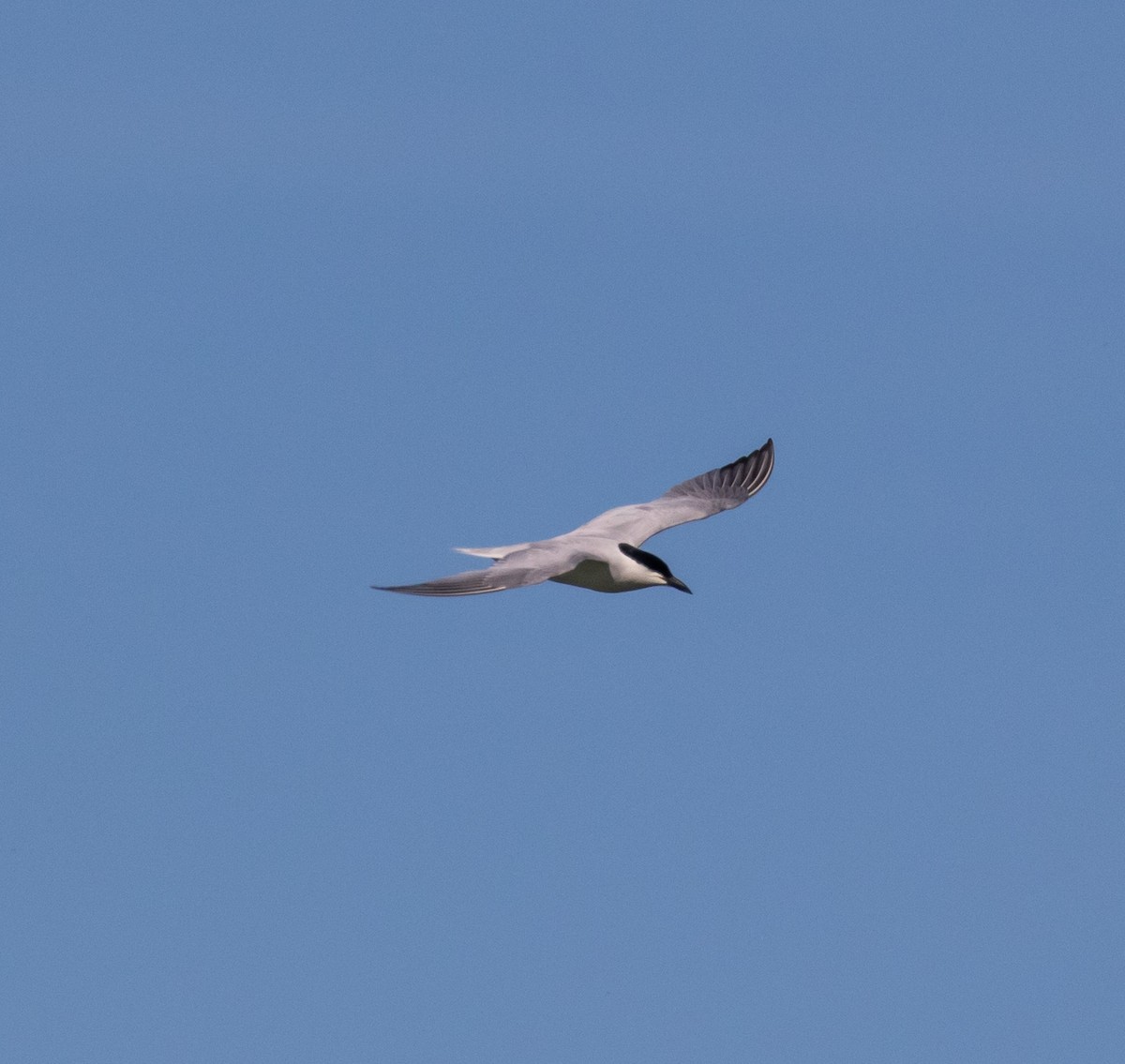 Gull-billed Tern - ML620028335