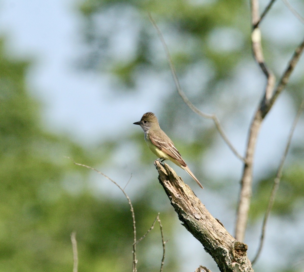 Great Crested Flycatcher - ML620028349