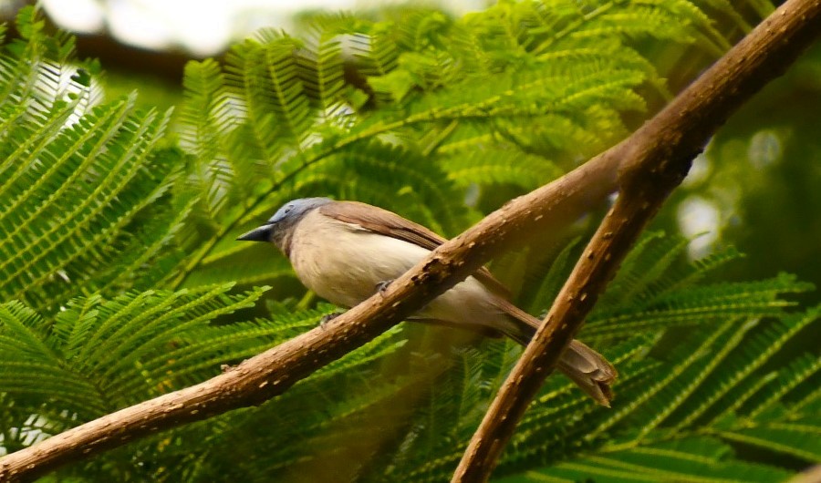 Black-naped Monarch - ML620028356