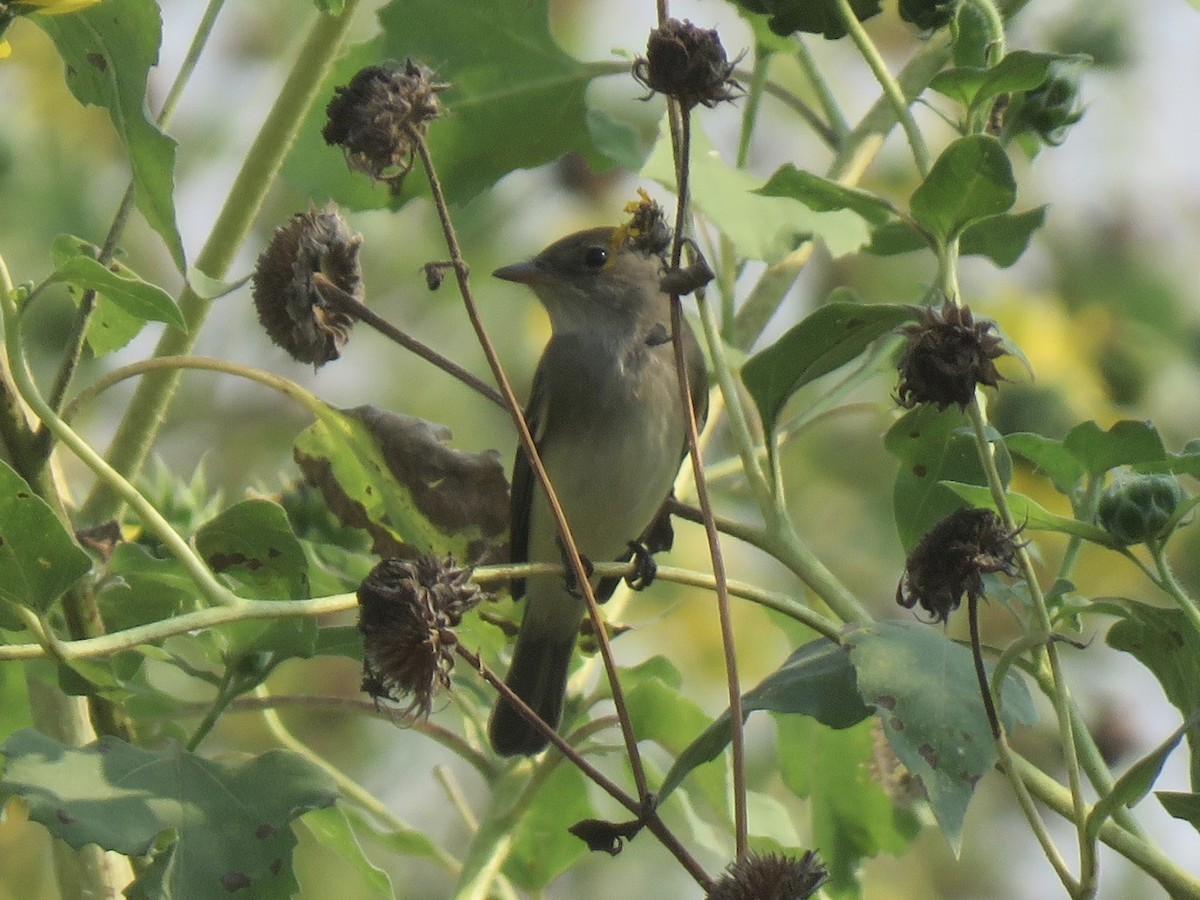 Willow Flycatcher - ML620028358