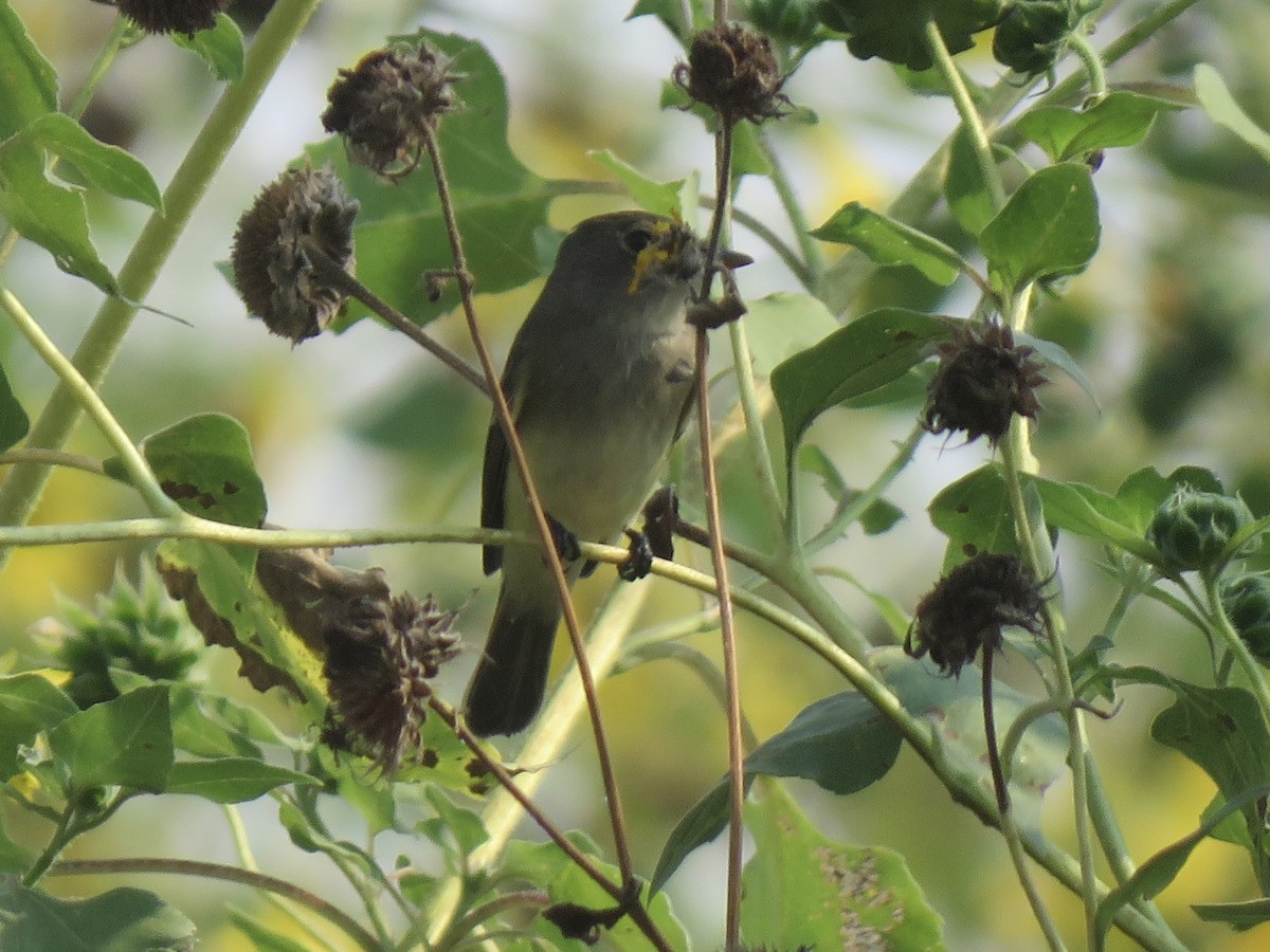 Willow Flycatcher - ML620028359