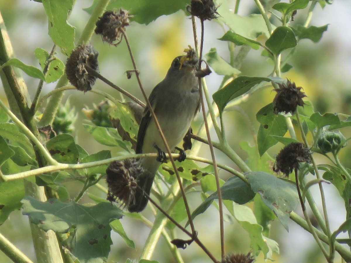 Willow Flycatcher - ML620028360