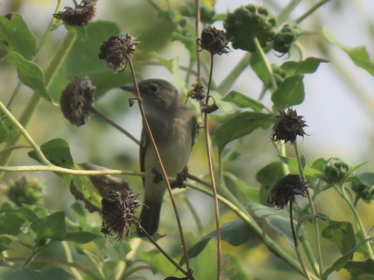 Willow Flycatcher - ML620028361