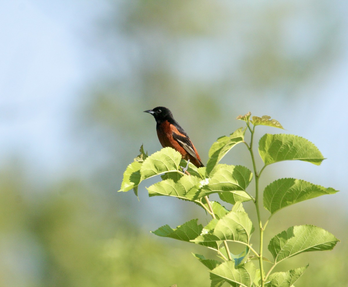 Orchard Oriole - ML620028364