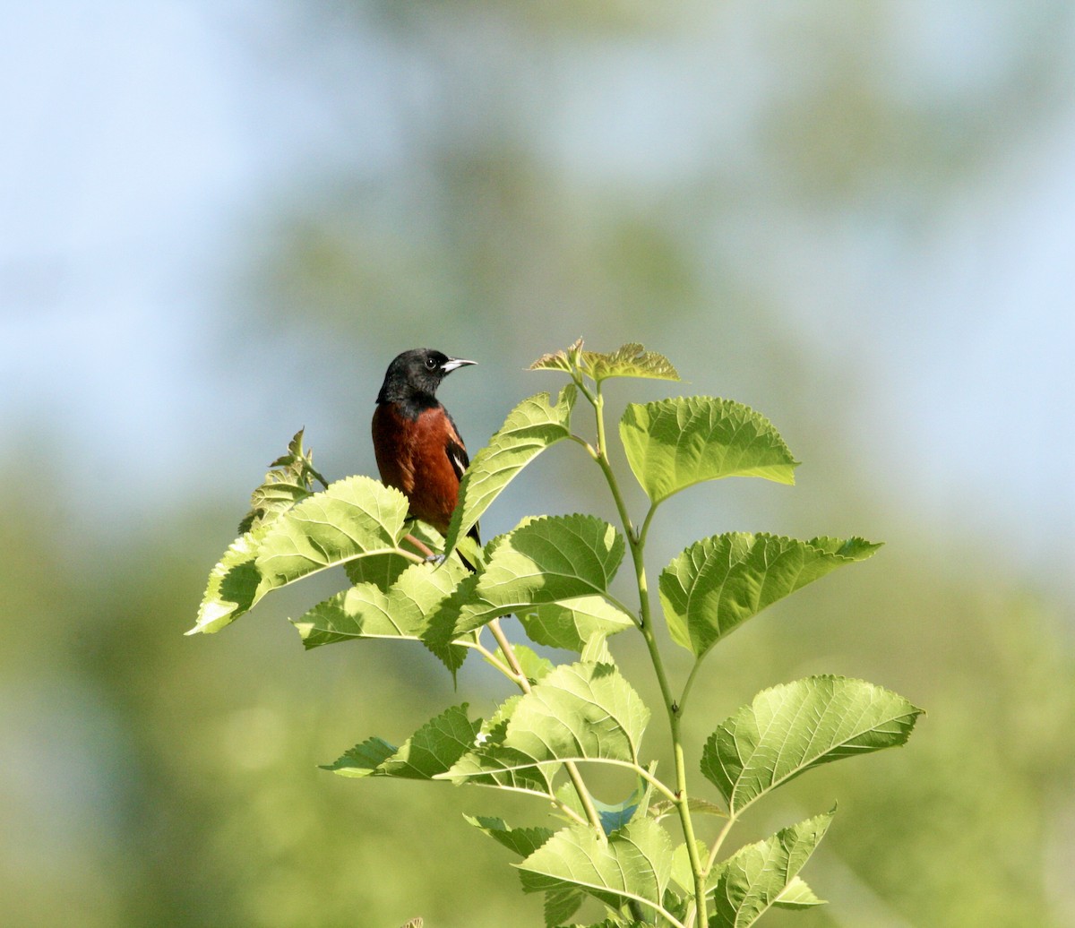 Orchard Oriole - ML620028365