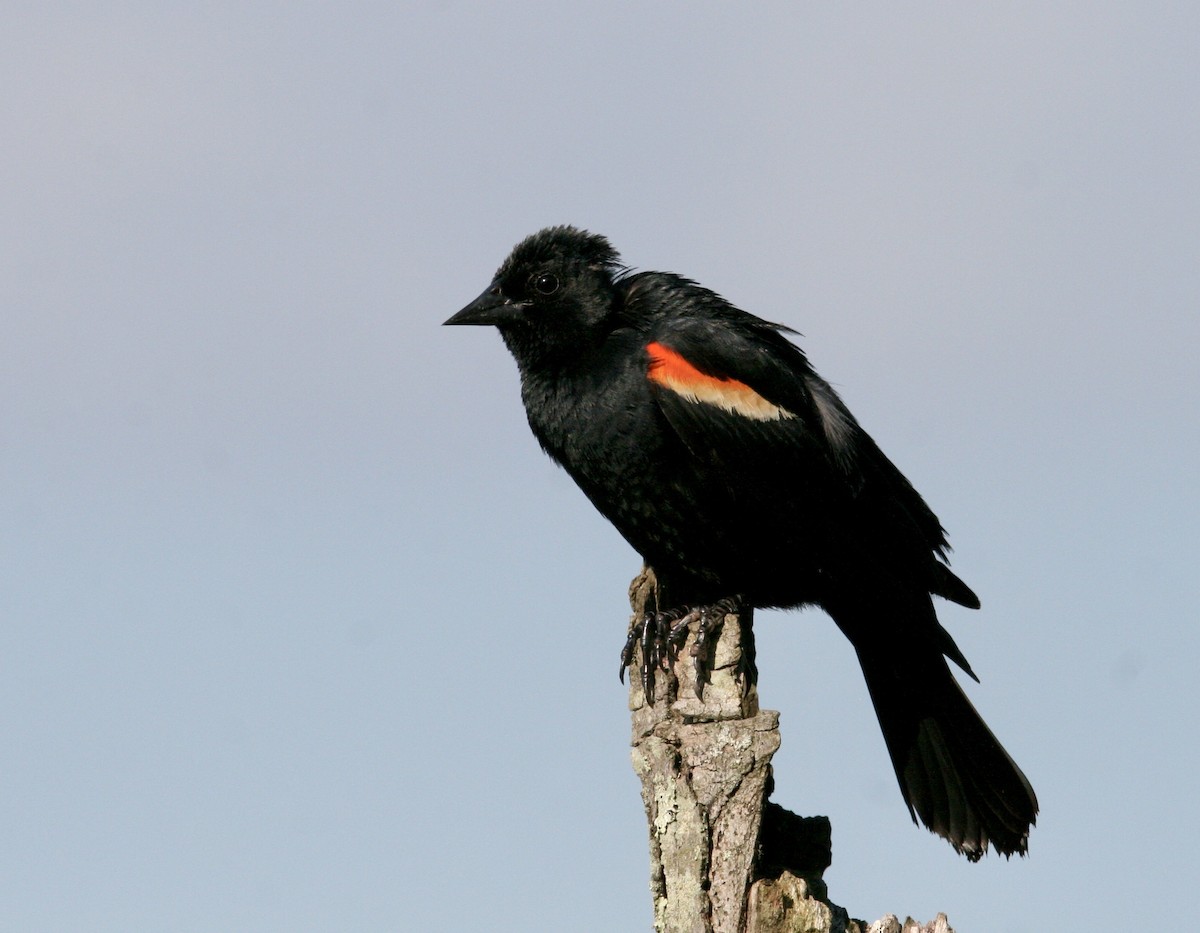 Red-winged Blackbird - ML620028368