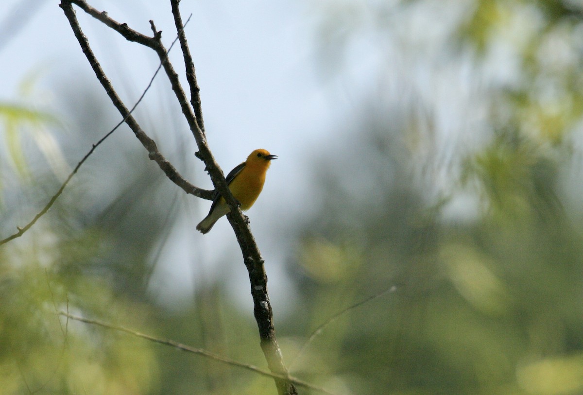 Prothonotary Warbler - ML620028375