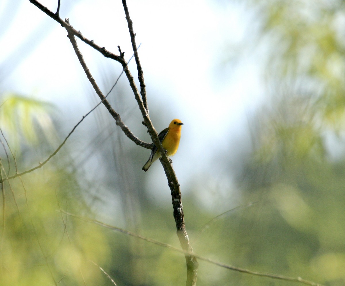 Prothonotary Warbler - ML620028376