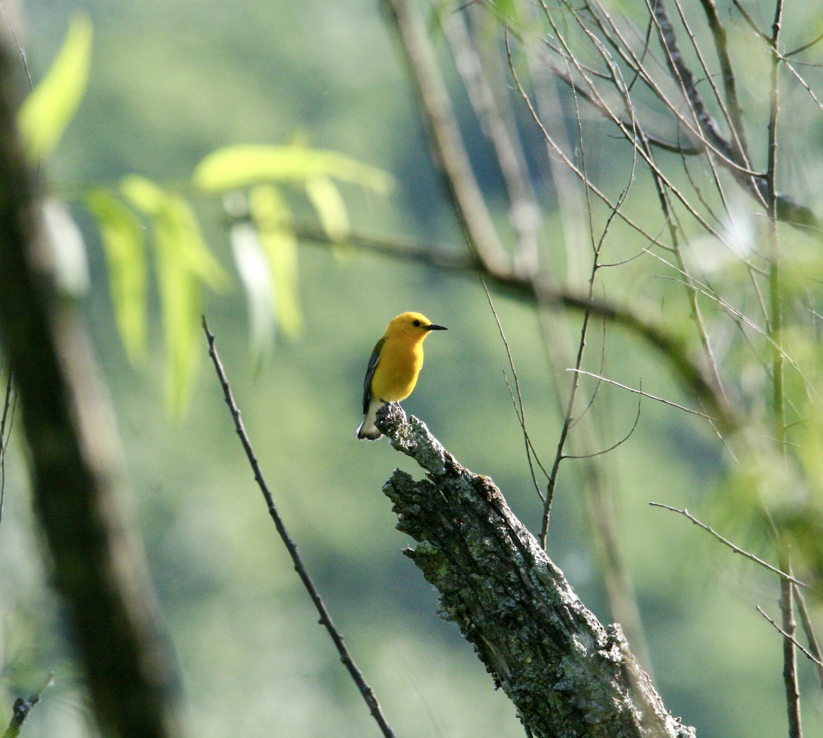 Prothonotary Warbler - ML620028377