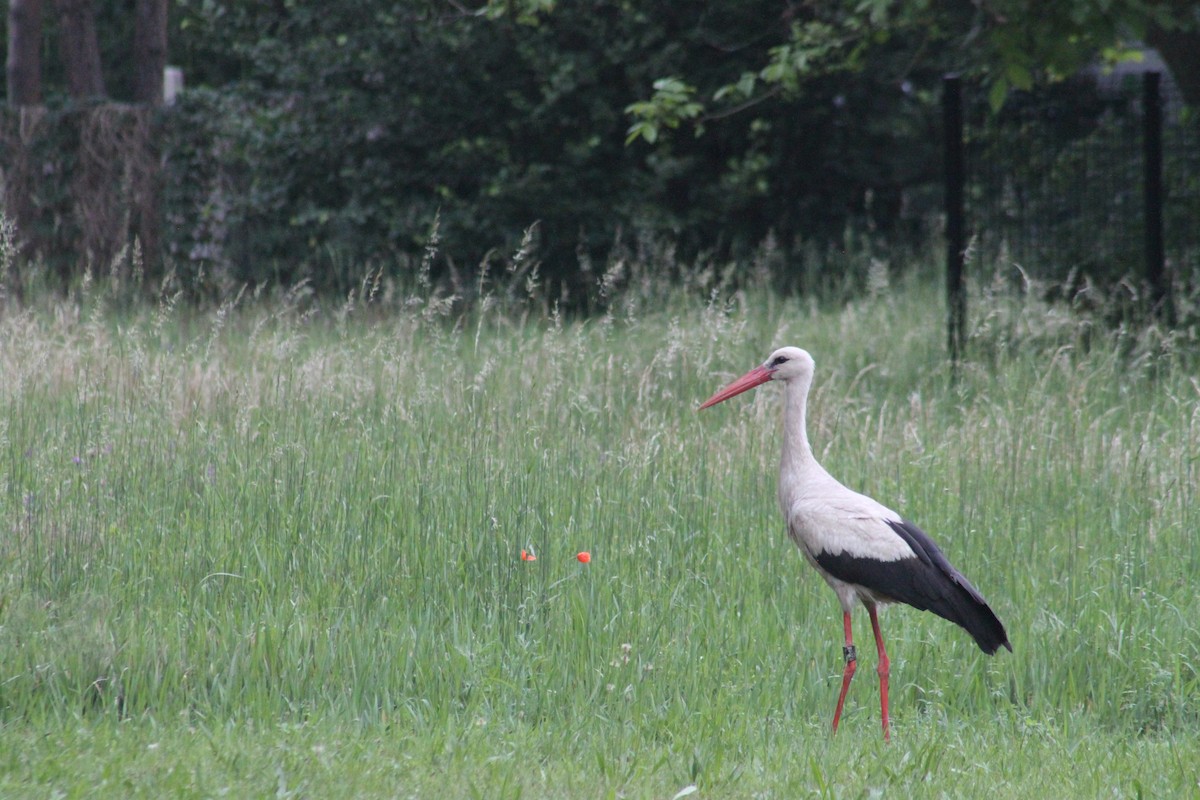 White Stork - ML620028379