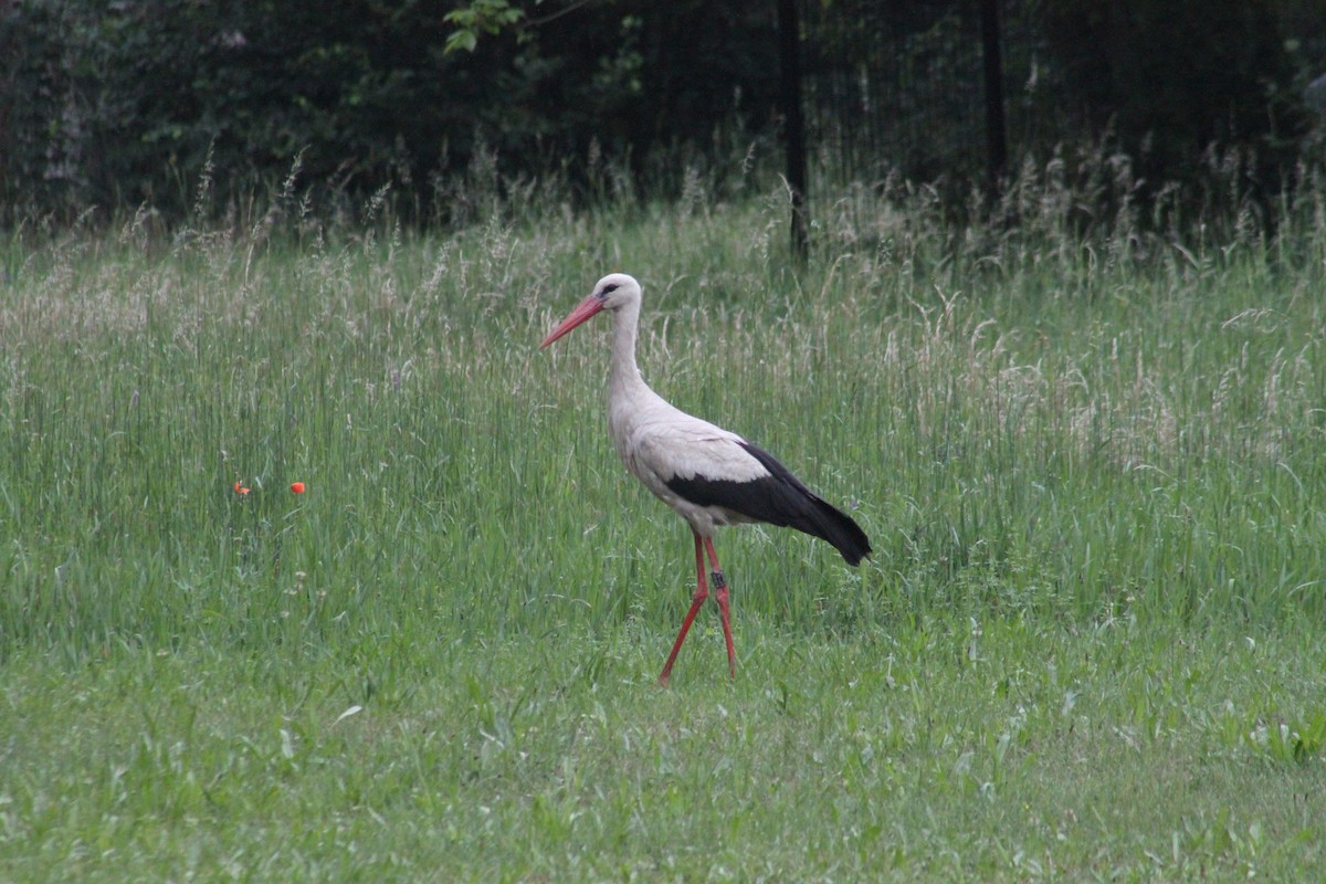 White Stork - ML620028380