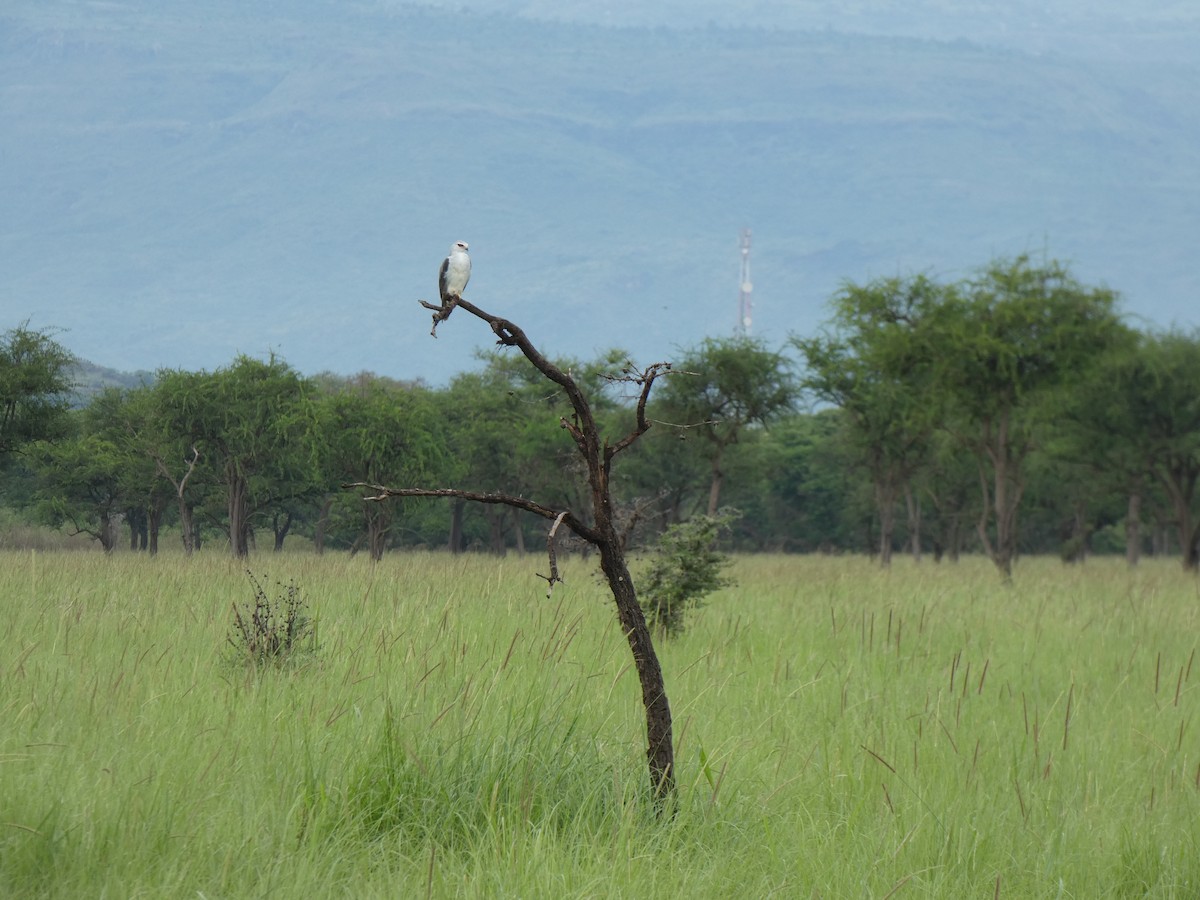 Black-winged Kite - ML620028382