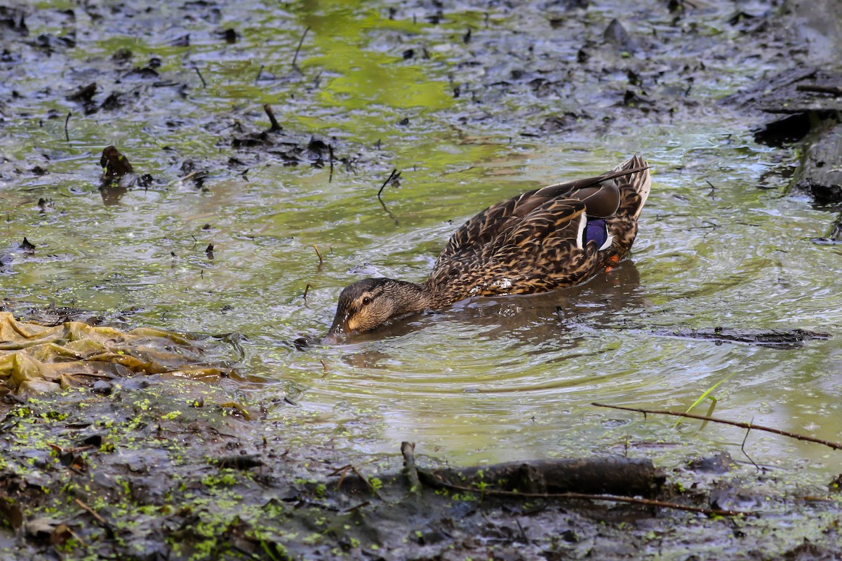 Canard colvert - ML620028384