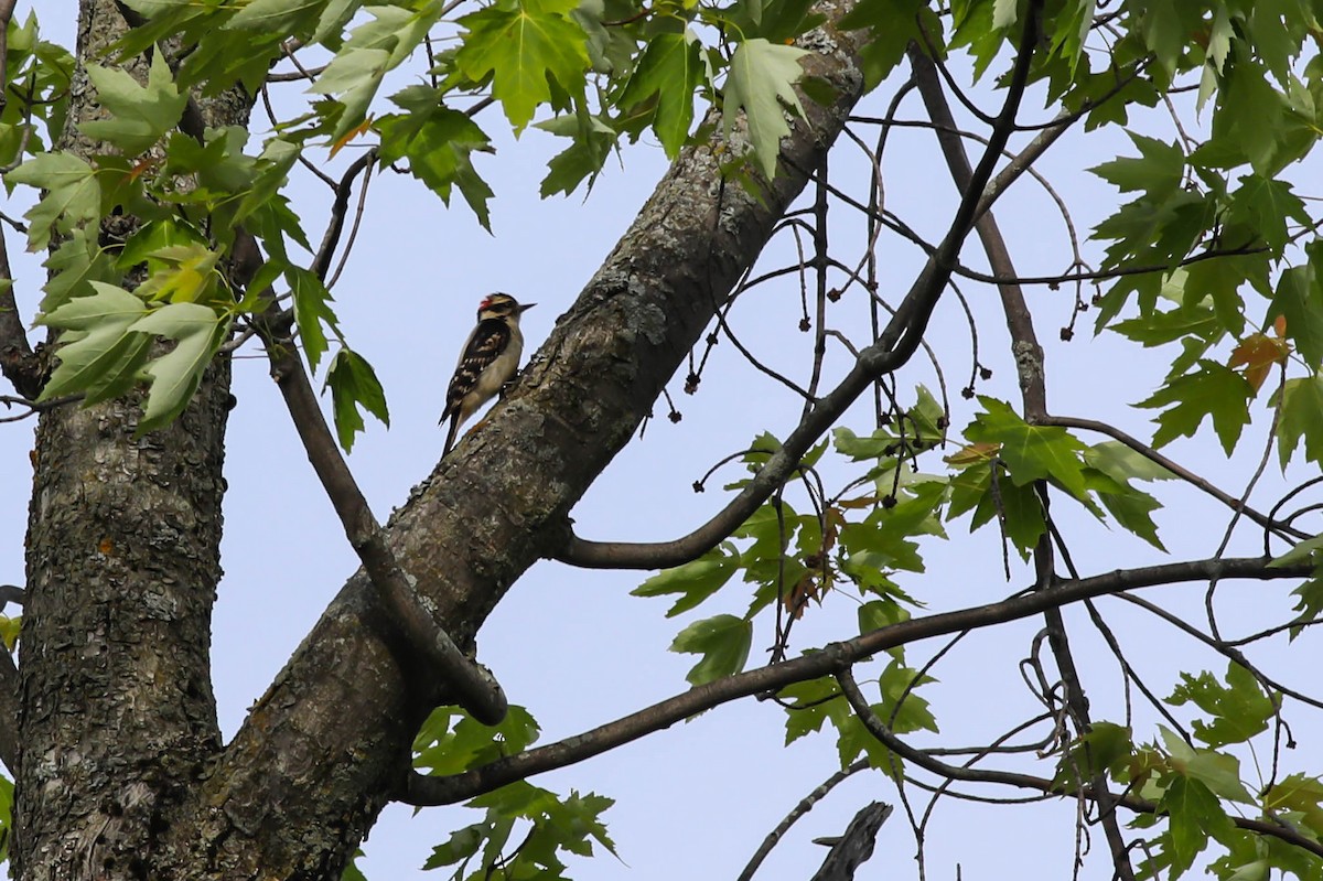Downy Woodpecker - ML620028389