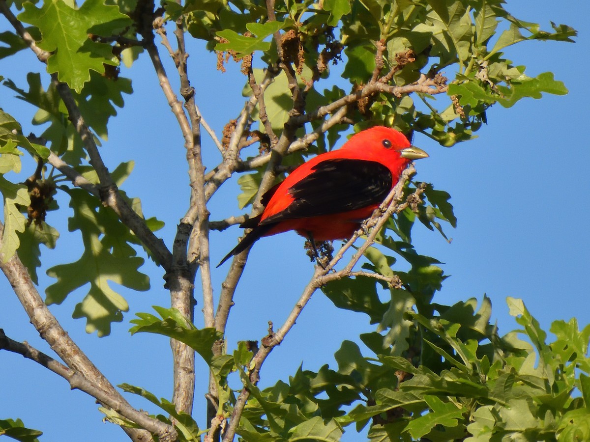 Scarlet Tanager - ML620028390