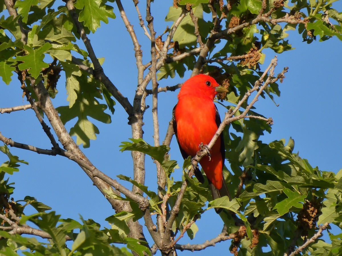 Scarlet Tanager - ML620028391