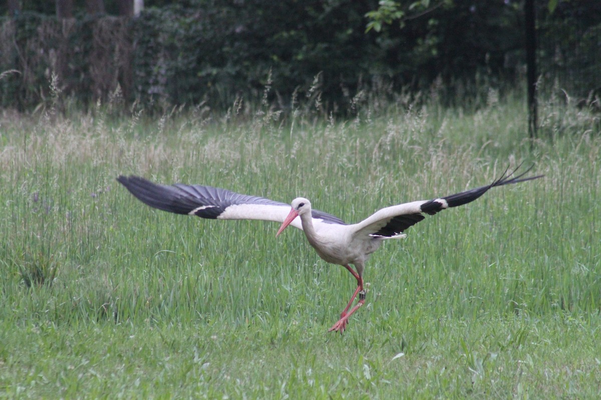 White Stork - ML620028398