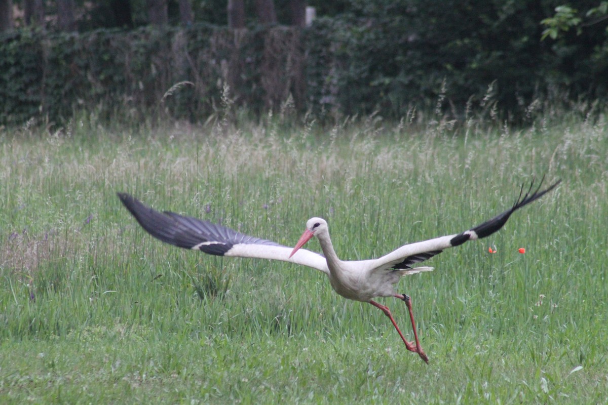 White Stork - ML620028399