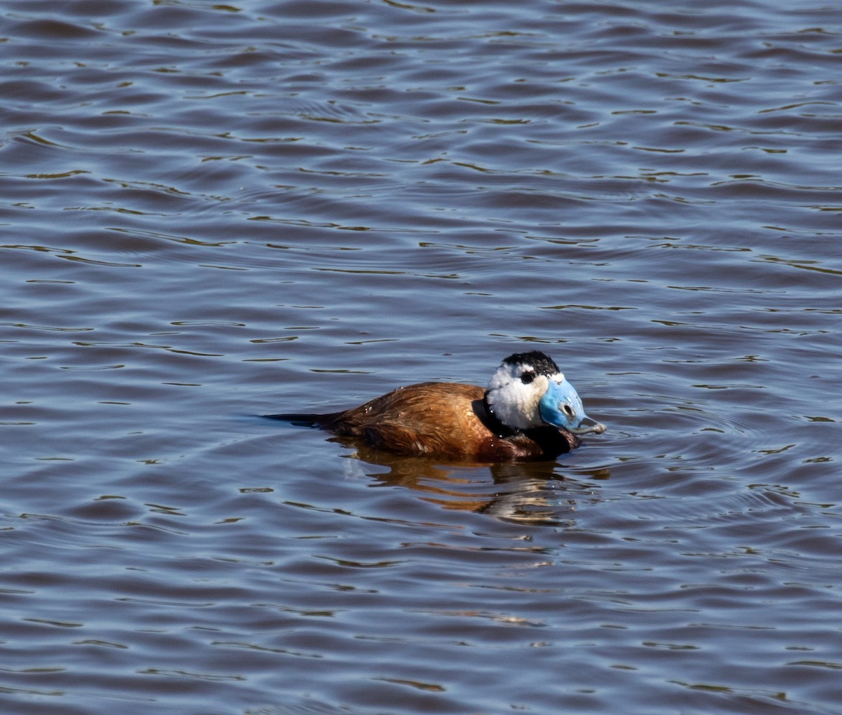 White-headed Duck - ML620028400