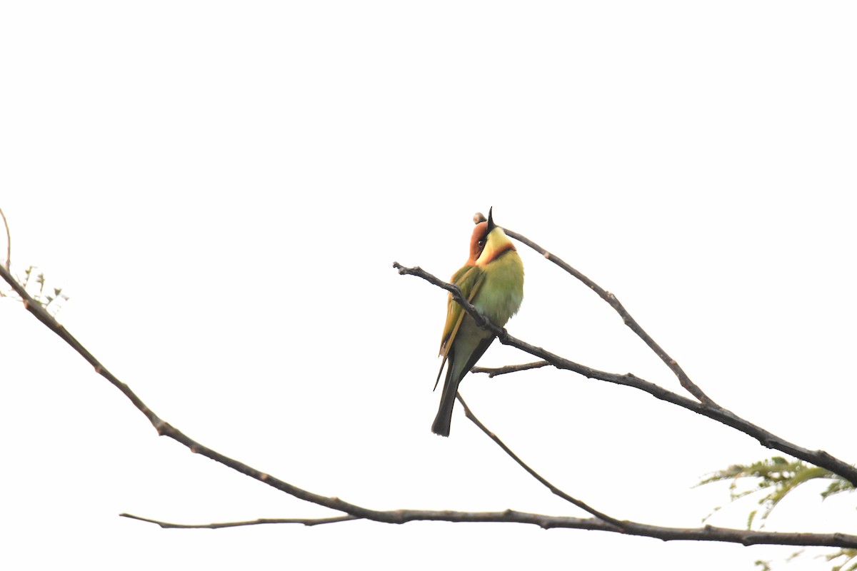 Chestnut-headed Bee-eater - ML620028406