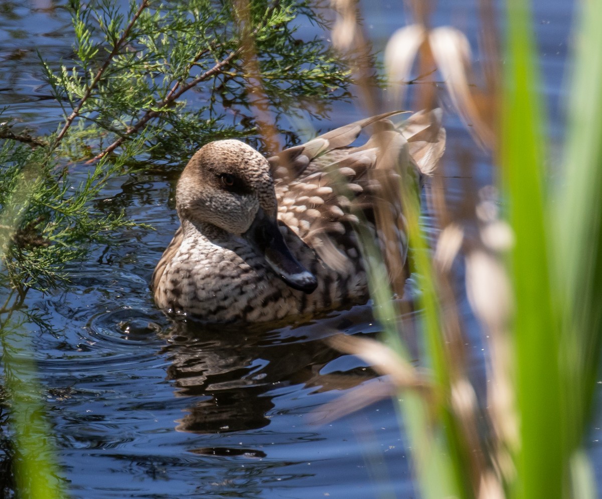 Marbled Duck - ML620028408