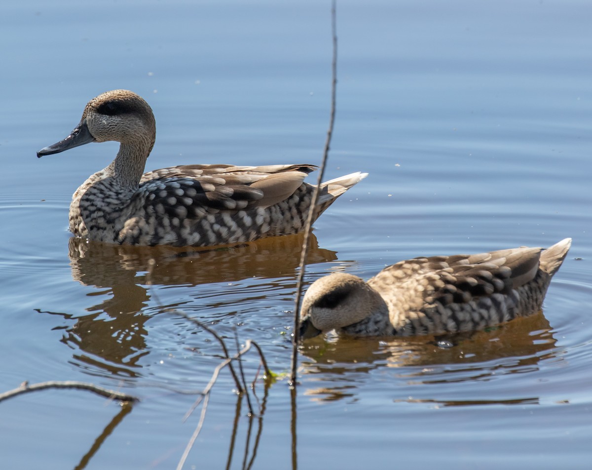 Marbled Duck - ML620028410