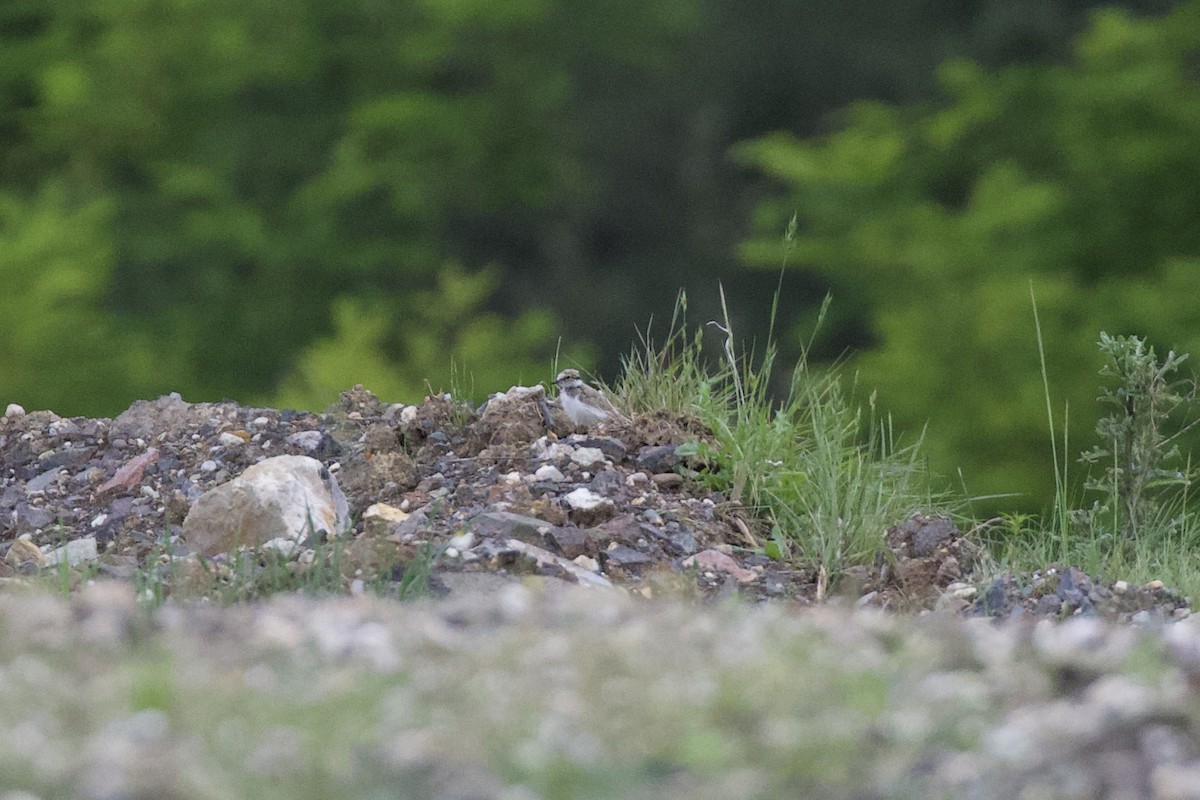 Little Ringed Plover - ML620028412