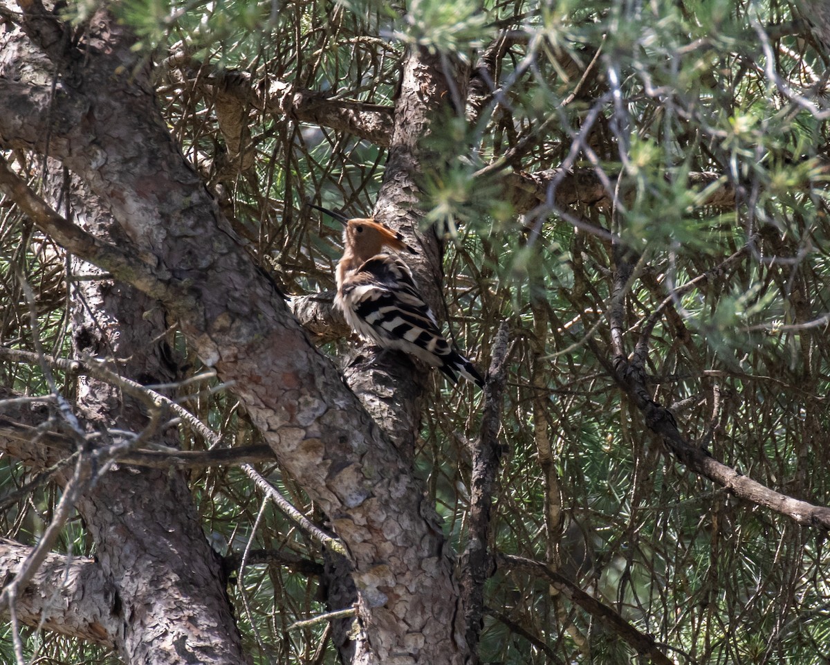 Eurasian Hoopoe - ML620028426