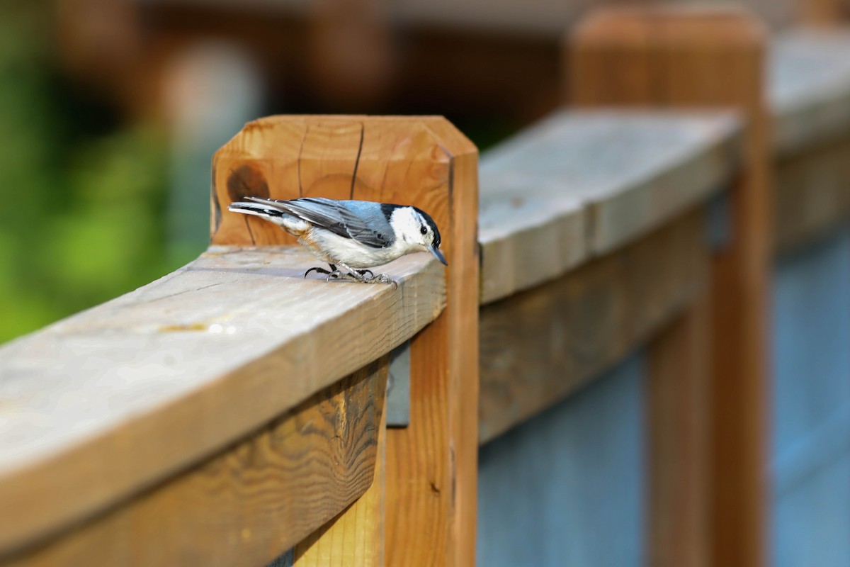 White-breasted Nuthatch - ML620028429