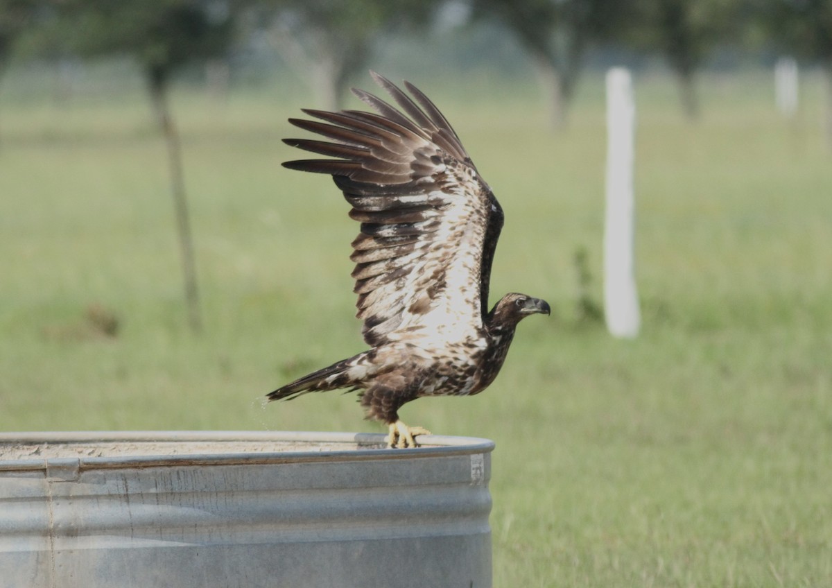 Bald Eagle - ML620028430