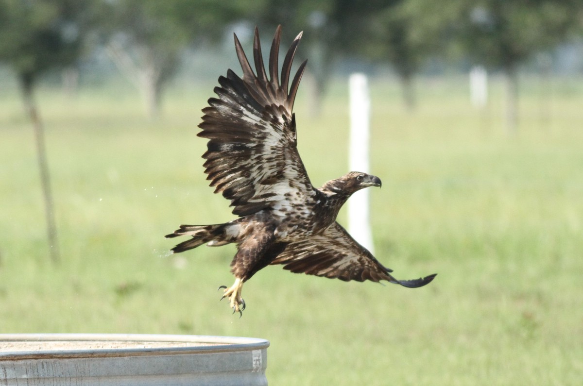 Bald Eagle - ML620028431