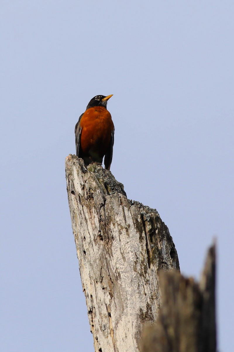 American Robin - ML620028437