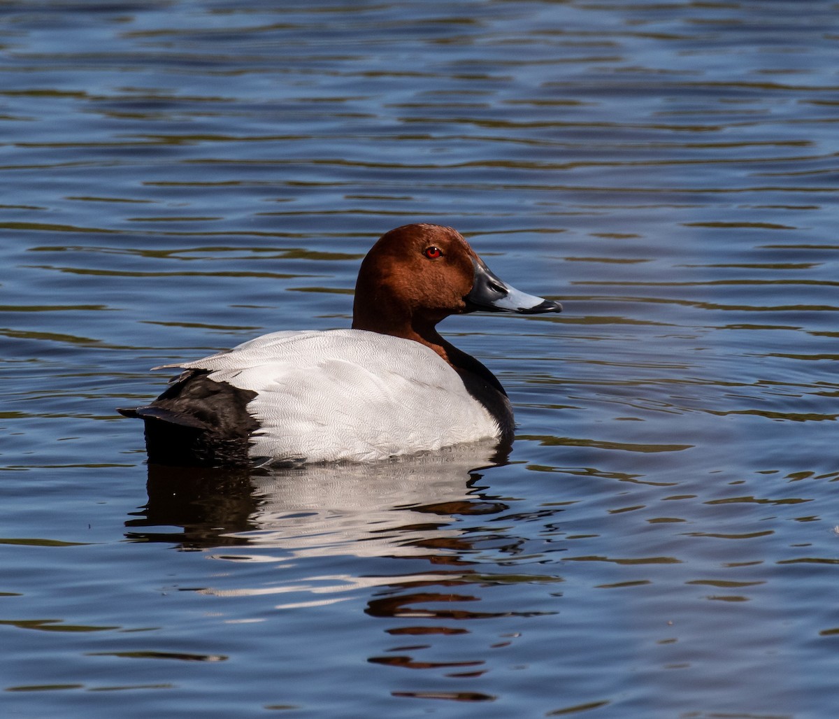 Common Pochard - ML620028440