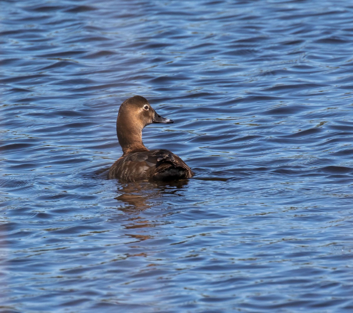 Common Pochard - ML620028442