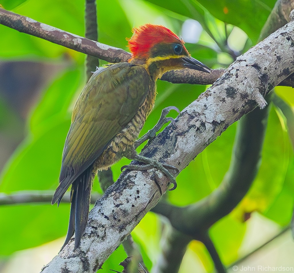 Golden-green Woodpecker - ML620028443