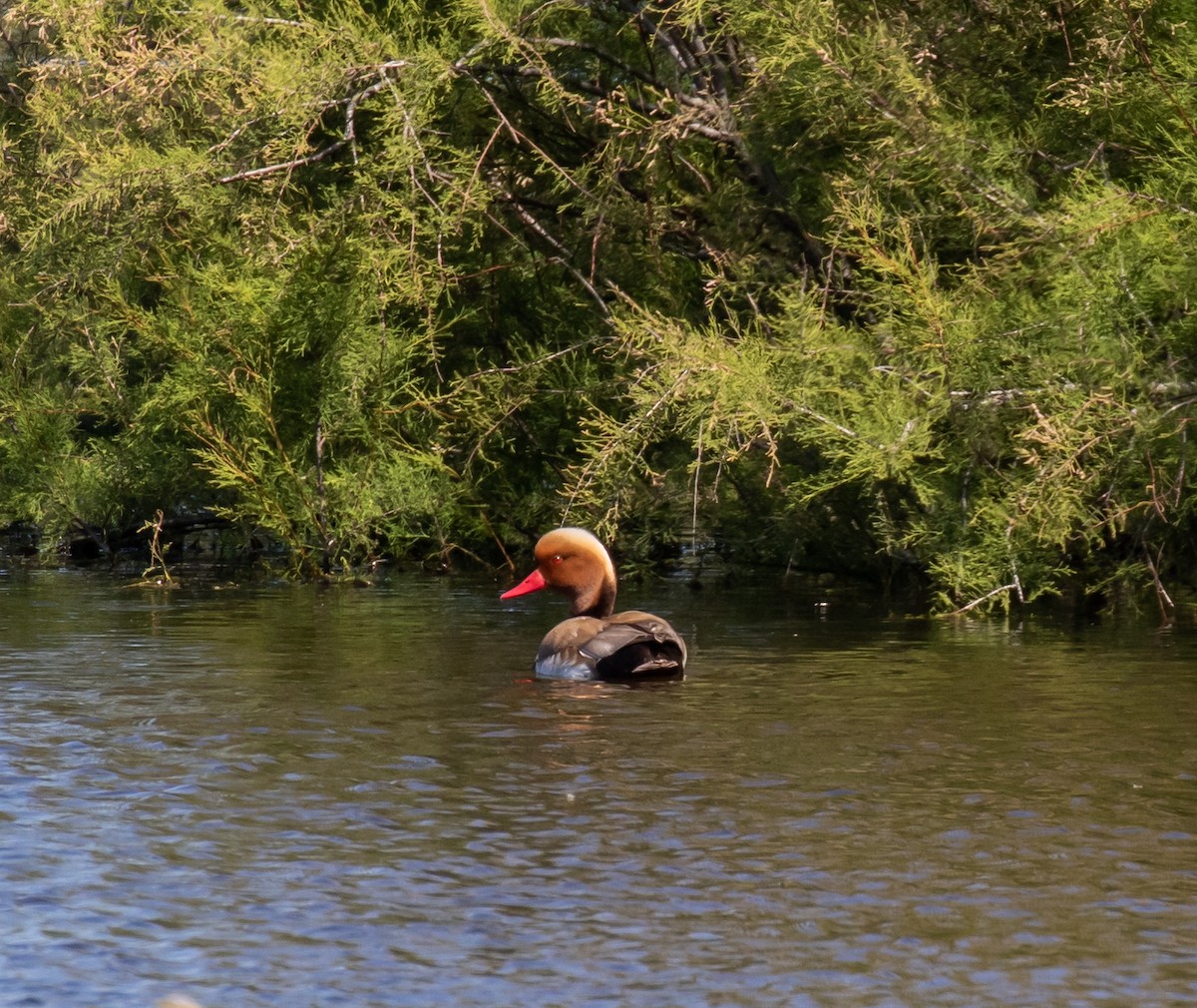 Red-crested Pochard - ML620028446