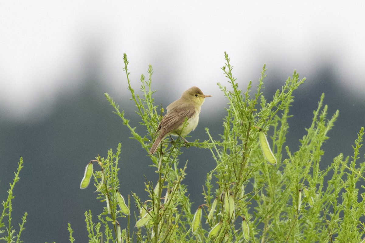 Melodious Warbler - ML620028448