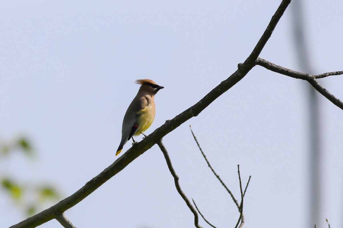 Cedar Waxwing - ML620028449