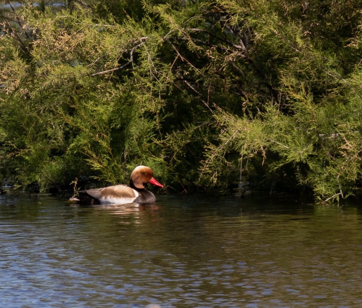 Red-crested Pochard - ML620028450