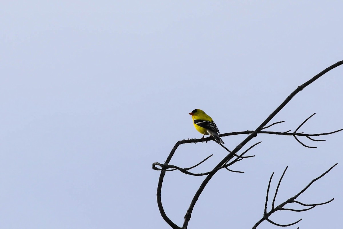 Chardonneret jaune - ML620028457