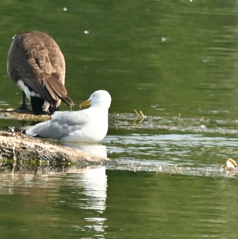 Gaviota Argéntea - ML620028458