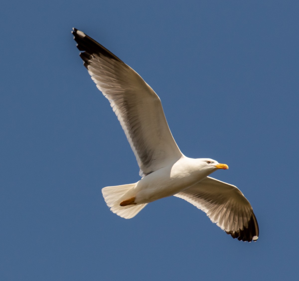 Yellow-legged Gull - ML620028459