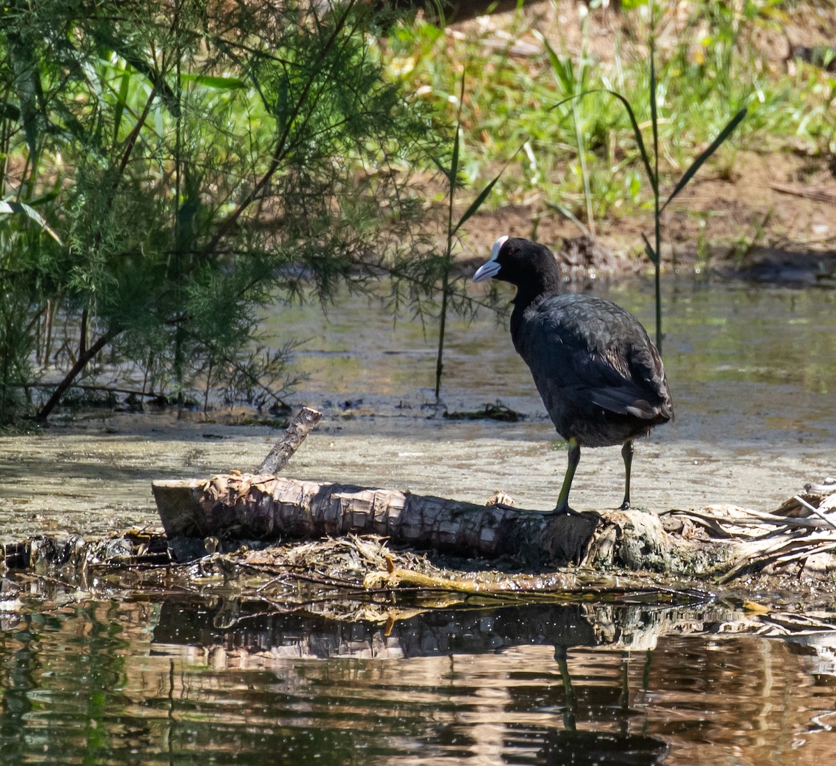 Eurasian Coot - Ron Hoff Dollyann Myers