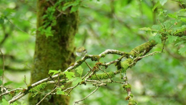 Wood Warbler - ML620028469