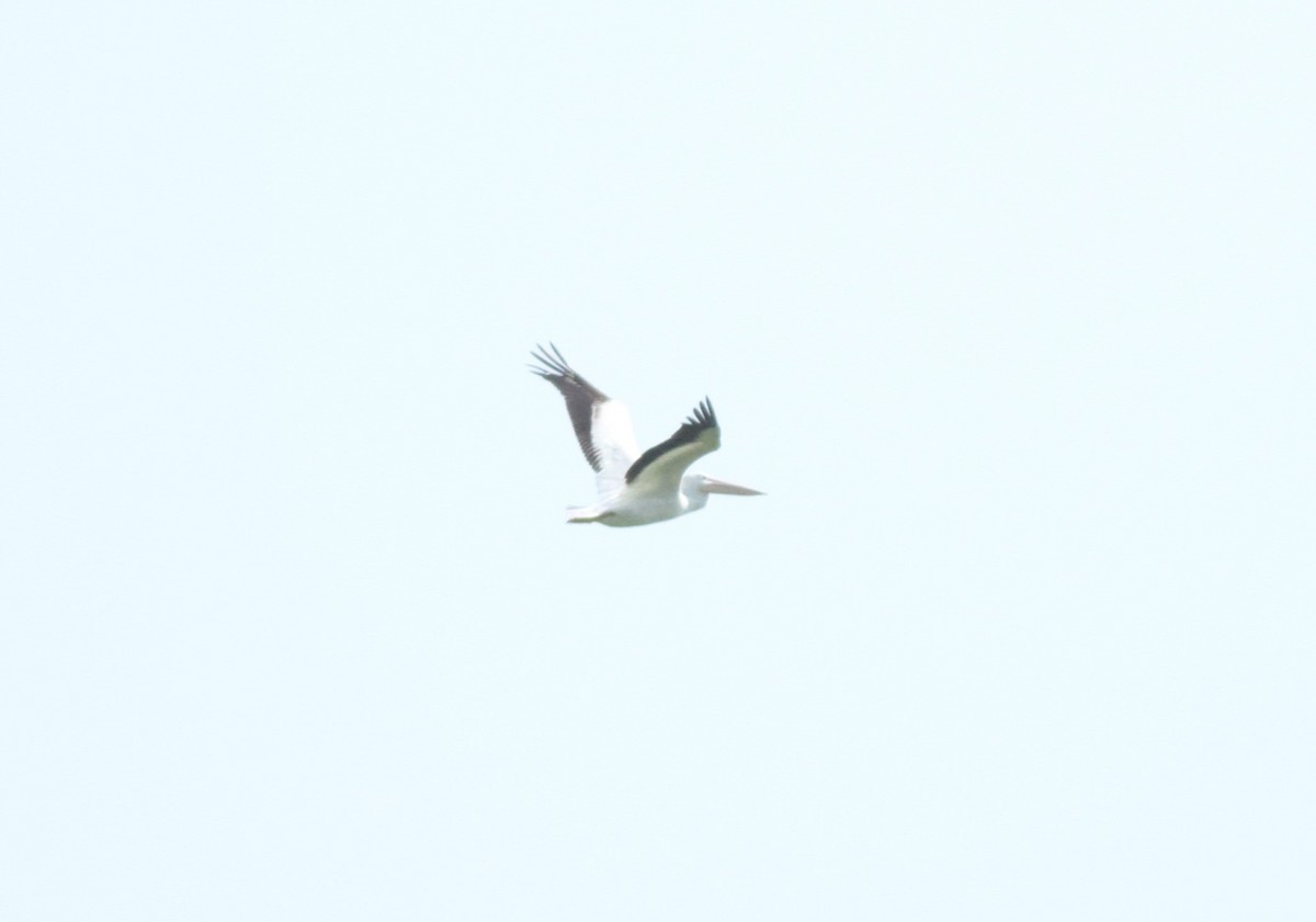 pelikán severoamerický - ML620028473