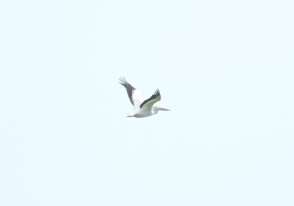 American White Pelican - ML620028473