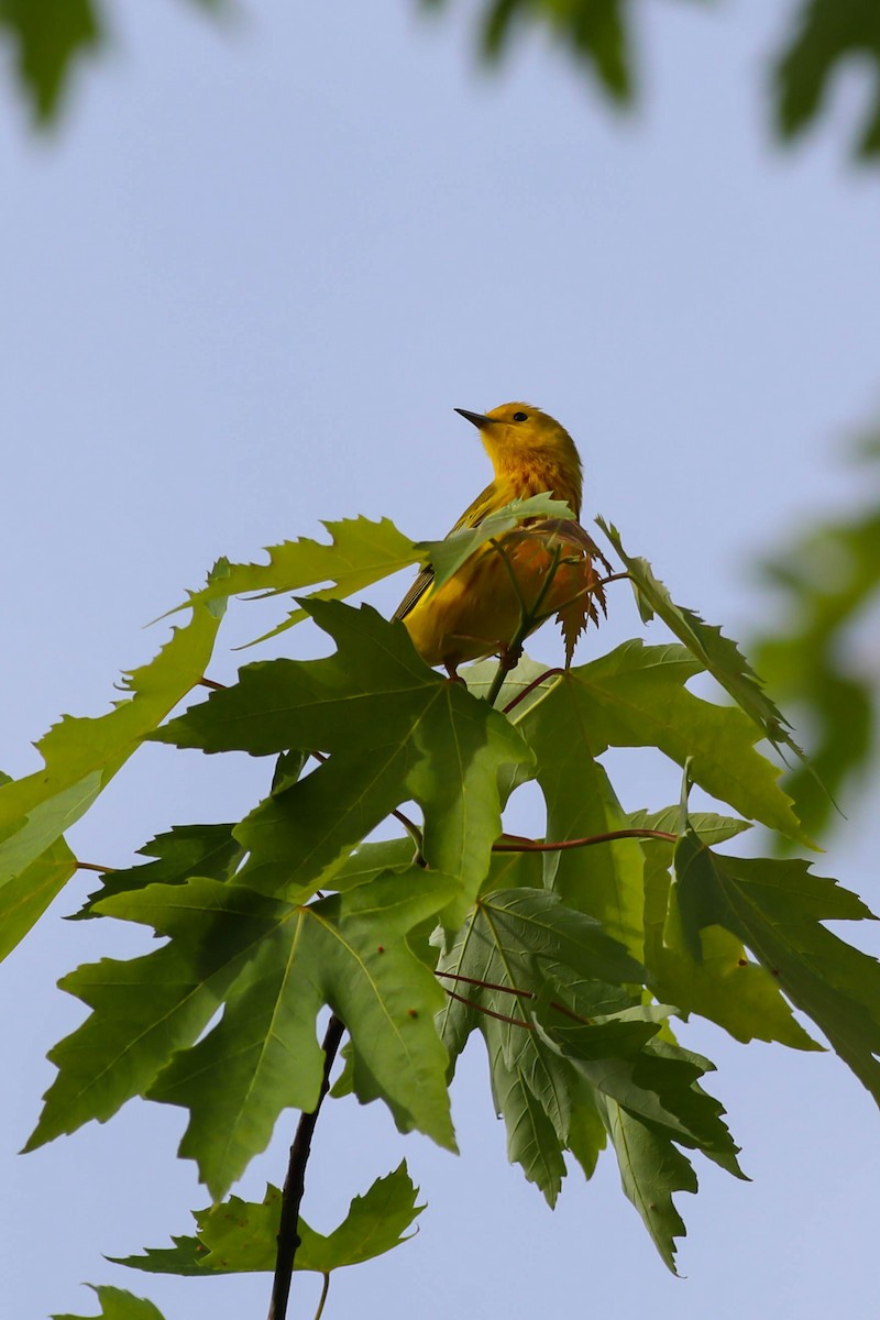 Paruline jaune - ML620028478