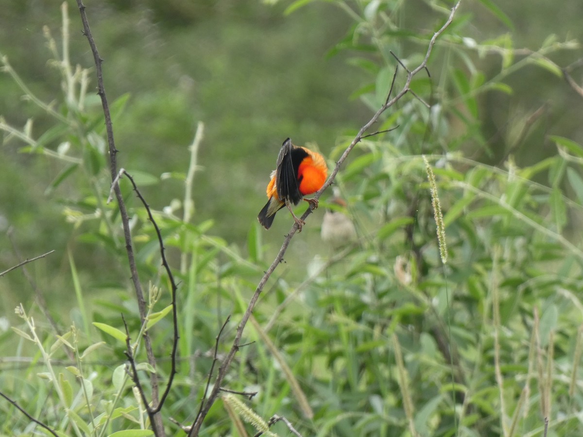 Black-winged Bishop - ML620028486